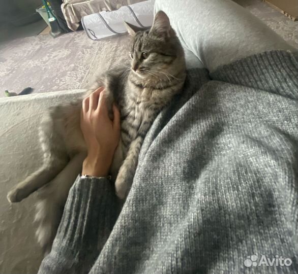 Кошечка подросток