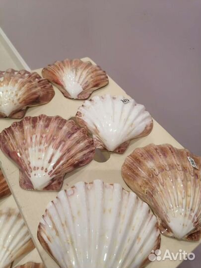 Ракушка морская разм 12*12(примерно)