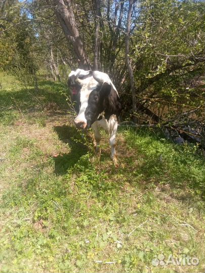 Домашние животные крс