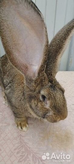 Кролики фландр-великан