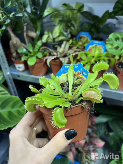 Дионея Венерина мухоловка