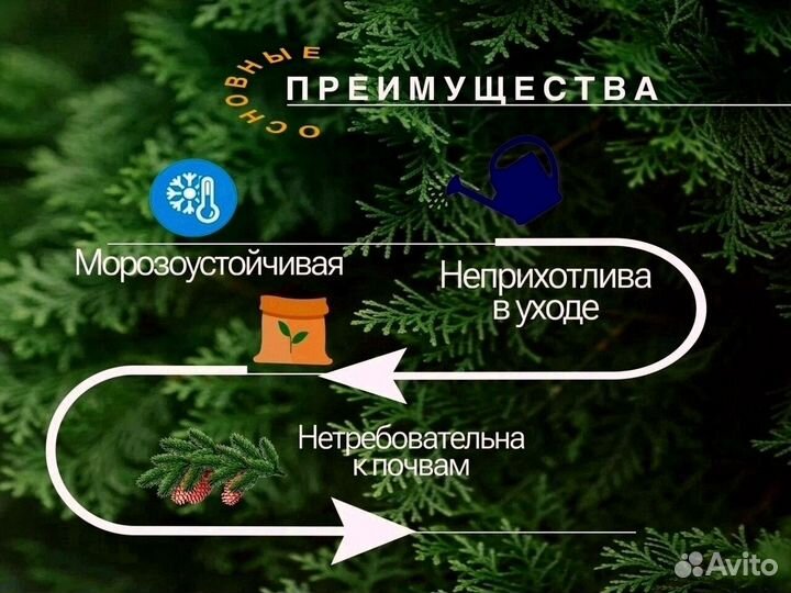 Туя западная