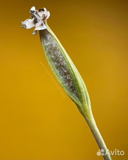 Семена орхидеи