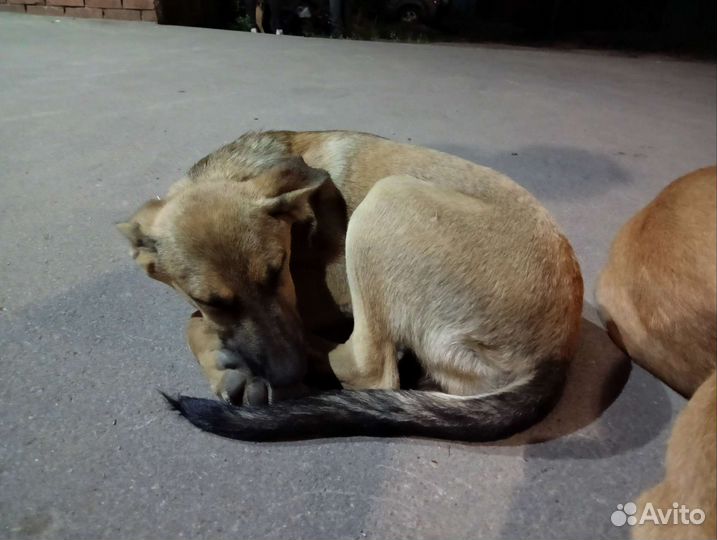 Щенки в добрые руки