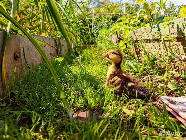 Индоутки взрослые, маленьких пока нет