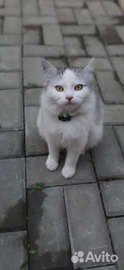 Отдам кошечку