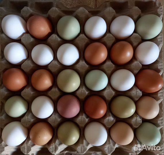 Домашние куриные яйца