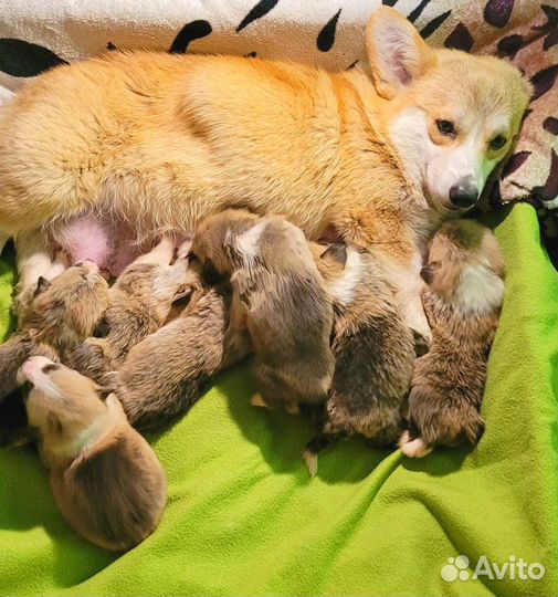 Коржики