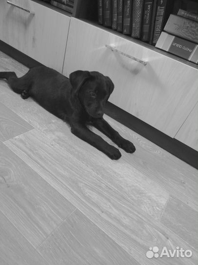 Щенки лабрадора