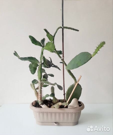 Композиция из кактусов