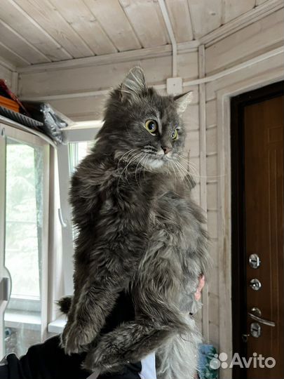 Яшка в поиске дома