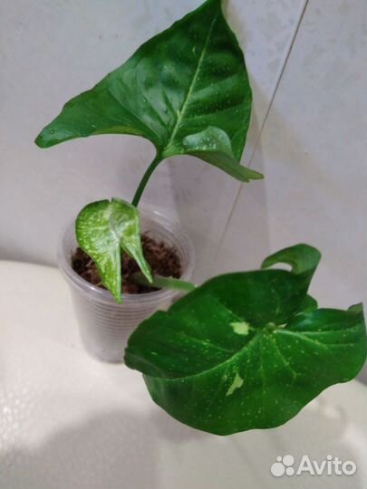 Сингониумы #2