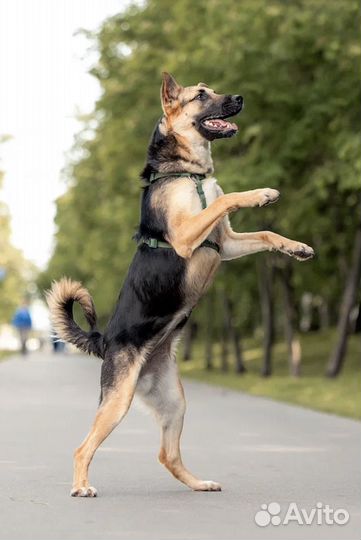 Собака из приюта в добрые руки