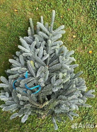 Лапник Нобилиса