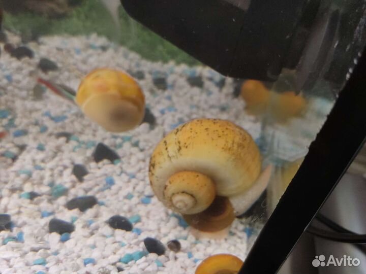 Улитка Ампуллярия