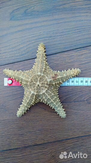 Звезда морская