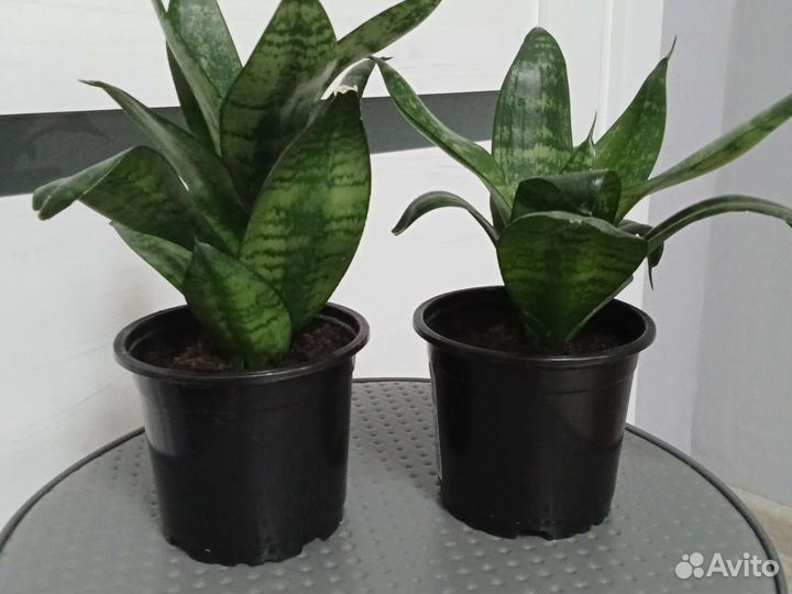 Сансевиерия Хана (каменная роза)