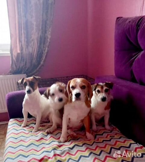 Предлагаем передержку вашему питомцу