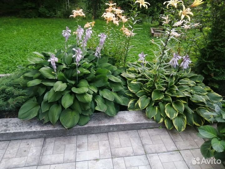 Хоста растение