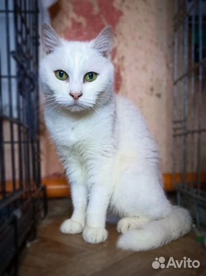 Лила ищет дом