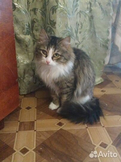 Отдам в добрые руки сибирскую кошку