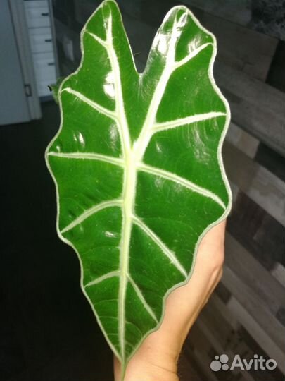 Алоказия полли