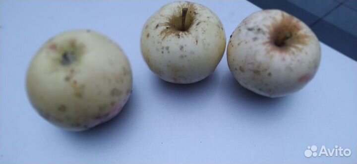 Яблоки, очень вкусные