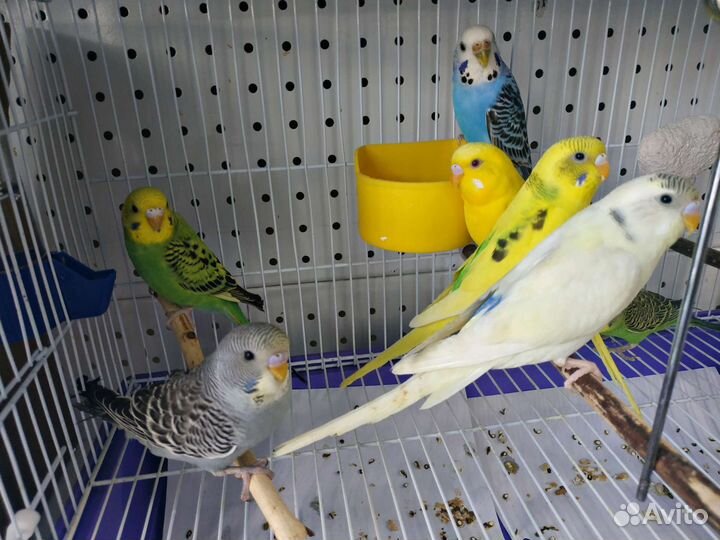 Волнистый попугай