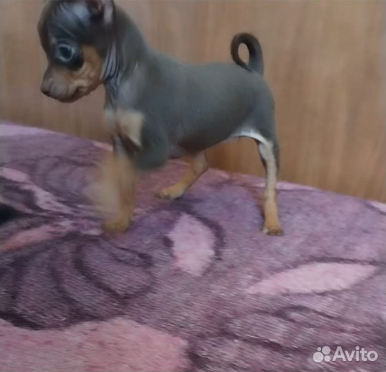 Мини той-терьер щенки