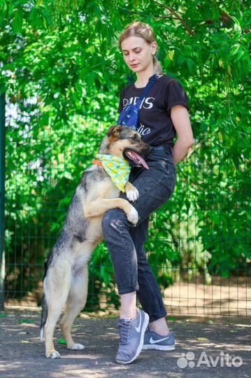 Отдаем собаку в добрые руки