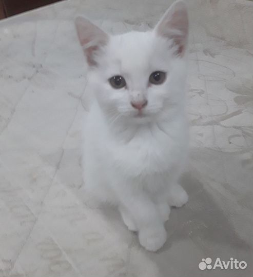 Отдам котят