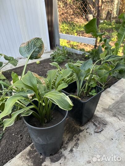 Продам дачные растения