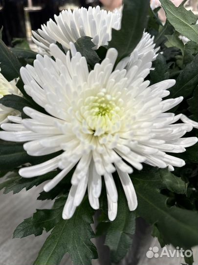 Хризантема одноголовая