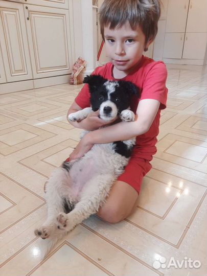 Щенки 2мес Почти Бордер-Колли)