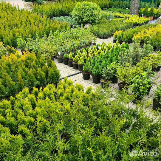 Хвойные растения, Туя, Ель, Сосна, Можжевельник