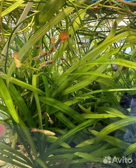 Гуппи Аквариумное растение