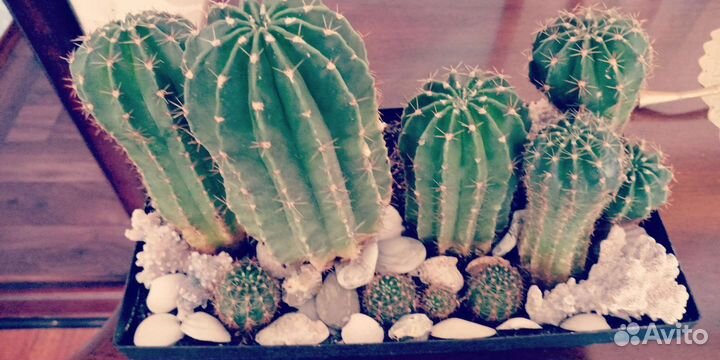 Кактусы маммилярия.Эхинопсис