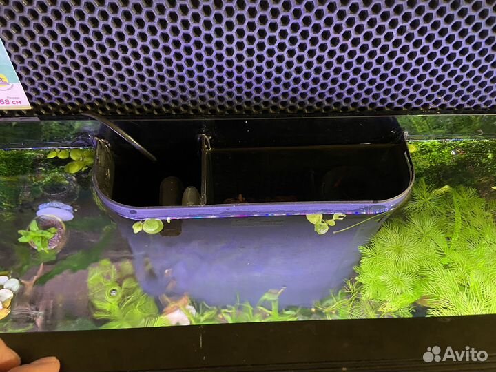 Запущенный аквариум aquaatlantis 100 литров