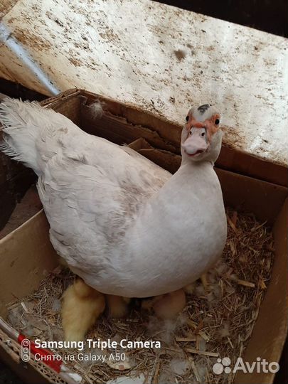 Муларды для разведения