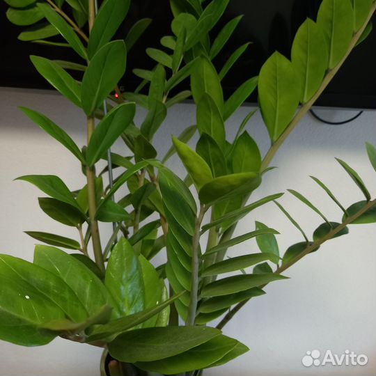 Комнатные растения