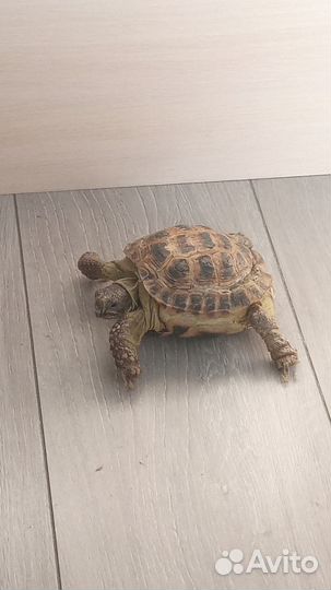 Черепаха сухопутная