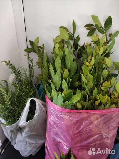 Розмарин свежий