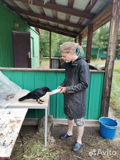 Репетитор по биологии (егэ, огэ,впр, дви, олимпиа