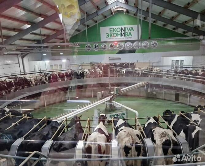 «Молочная ферма эконива»+«Тайны дивногорских пещер