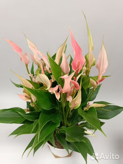 Антуриум Лилли Anthurium Lilli