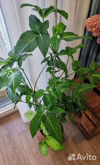 Сингониум ушковидный