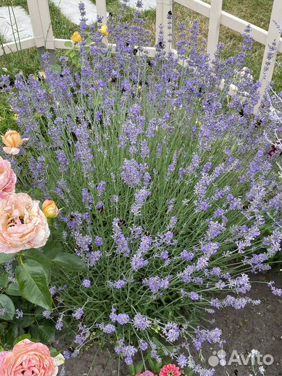 Лаванда зимостойкая