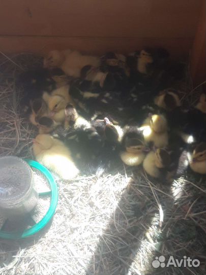 Утки индоутки