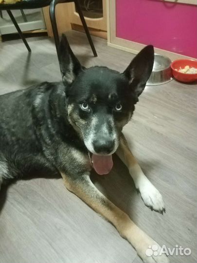 Собака в добрые руки