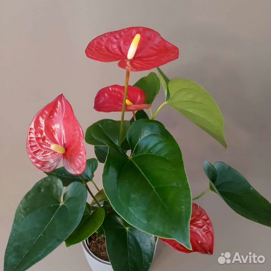 Антуриум Комнатные растения Доставка